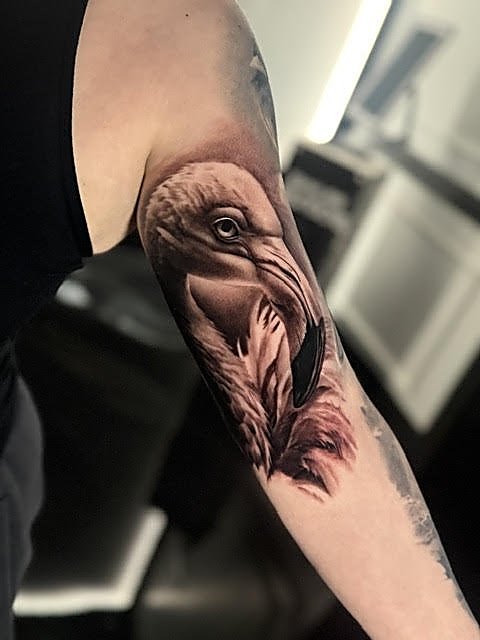 Vulture study on the inner arm