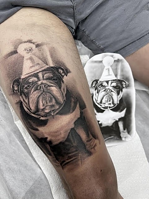 Bulldog portrait beside the reference photo